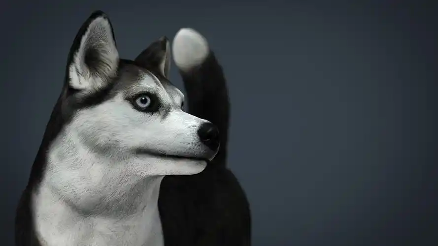 siberian husky 3d model