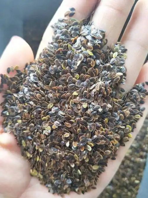 蓝花亚麻种子耐寒耐阴春秋播种多年生园林室外景观花坛庭院花种子