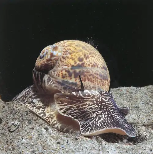 室外,白天,水下,野生动物,科学,蜗牛,无脊椎动物,自然,动物,摄影,软体