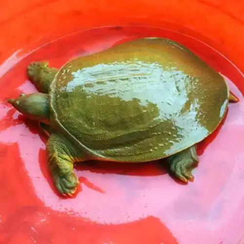 甲鱼活体王八海鲜活精品食用老鳖团甲鱼青黄色生新鲜水产 3斤野外甲鱼