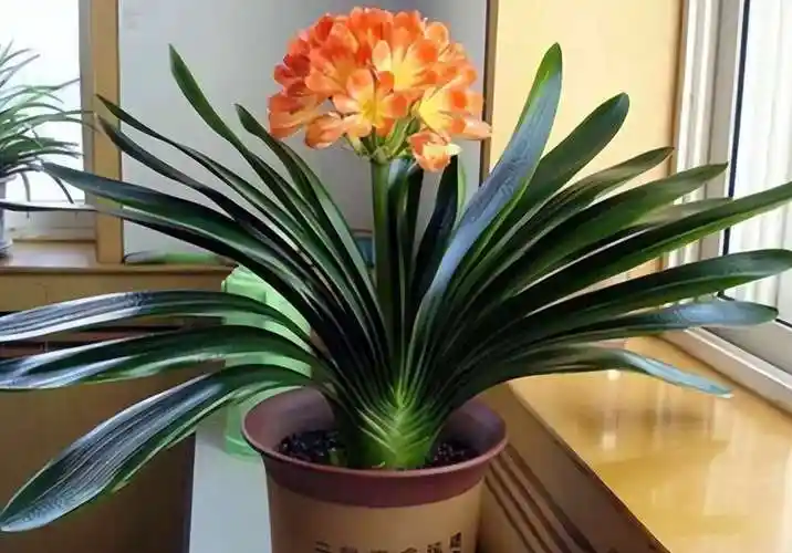夏季养君子兰,记住"3少1多",根系壮不腐烂,叶片油绿到秋季