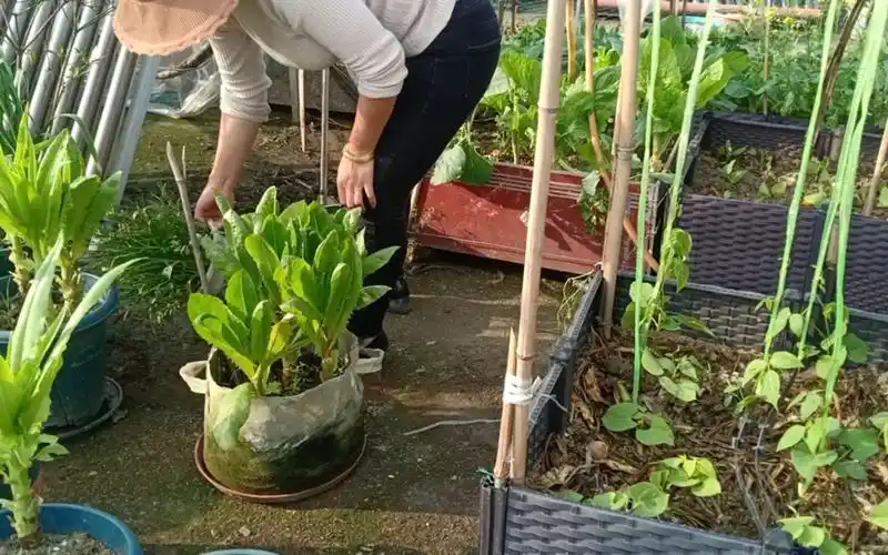 楼顶种菜:翻土种菜!