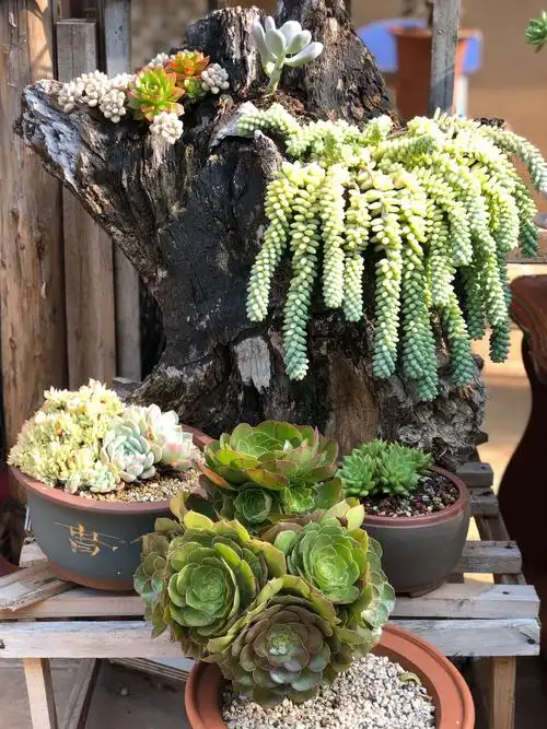 金秋十月,多肉斗图大比拼,皮坨花园也来啦!