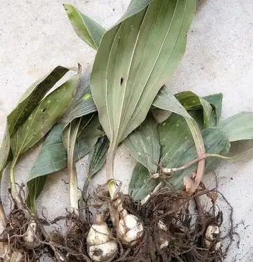 毛慈菇块茎宽叶毛慈菇毛慈菇质量保证产地直销