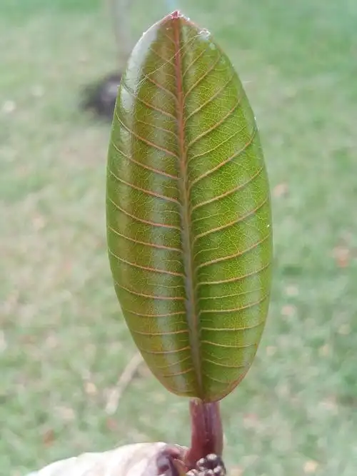 秋天的落叶,鸡蛋花树,双子叶植物,绿色,光量,新芽,长大