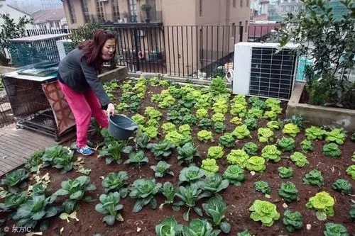 夏天怕热?钢筋水泥上"种菜"降温 空调都不用开