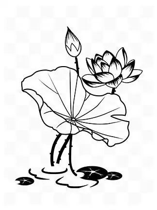 322手绘线稿荷花荷叶32105线稿荷花源文件荷花简约荷花10375矢量黑白