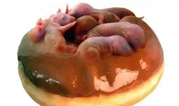 老鼠三吱儿 中国十大禁菜之老鼠三吱儿,最恶心的美食