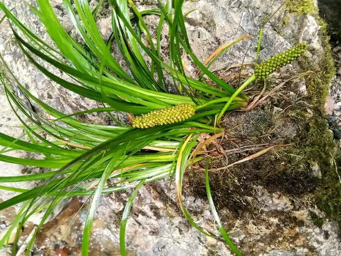 石菖蒲 中药材菖蒲