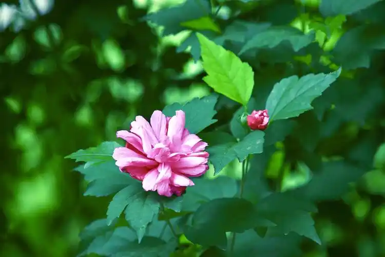 [首发] 牡丹木槿(二)