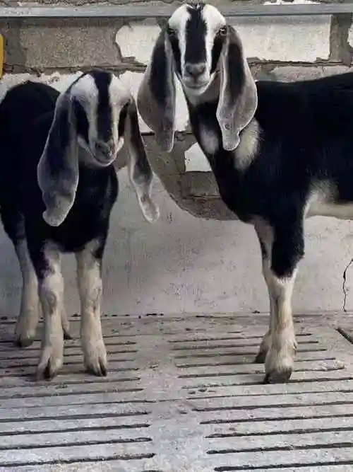 巴基斯坦大耳羊哪里有卖的