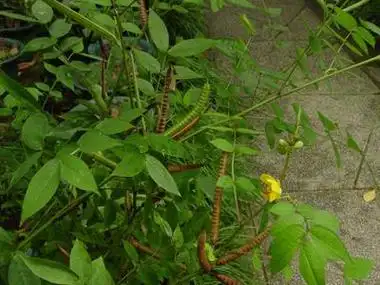 被毒蛇咬伤了怎么办中医治蛇毒常用这5种草药