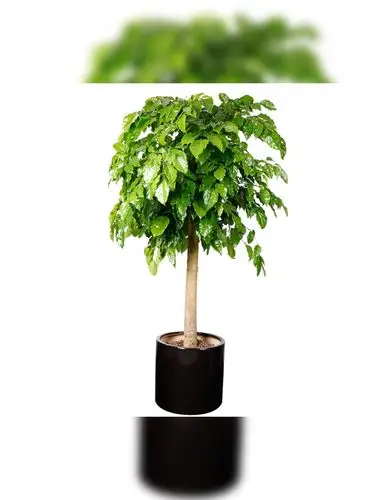 幸福树盆栽植物室内大客客厅树桩平安平安发发财大型绿植