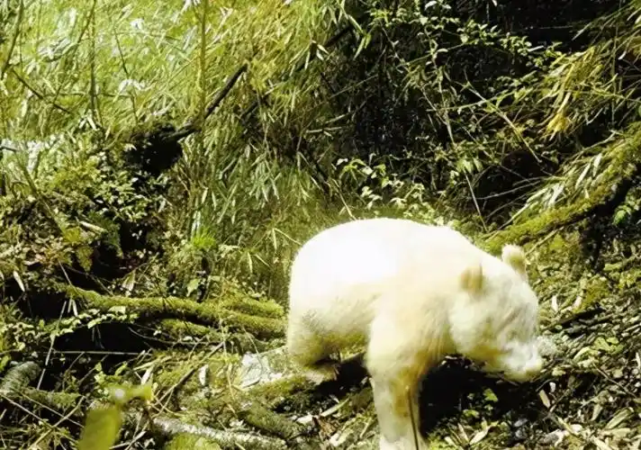 没有"梅花",东北引种,仅此1只,陕西发现罕见纯白色小梅花鹿