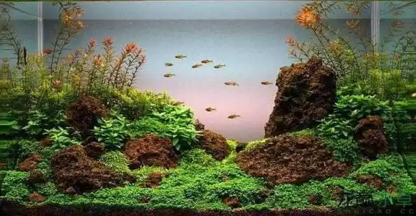 21步完成开缸,精确指导草缸小白入坑_水草_种植_造景