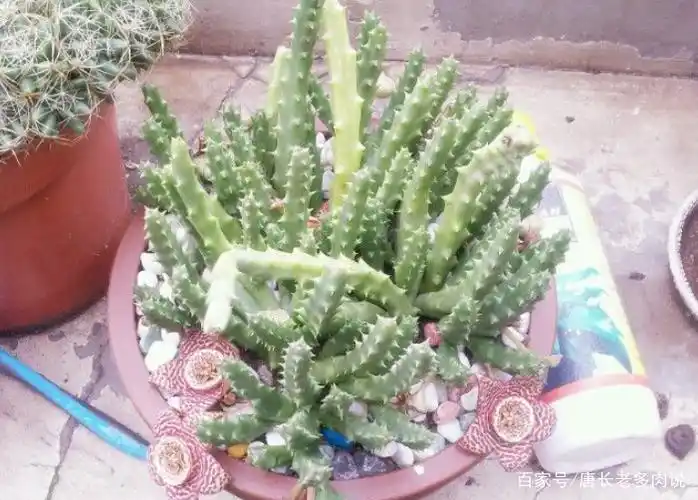 多肉龙角都很酷,但有些开花味道让人受不了,而且还有苍蝇来光顾