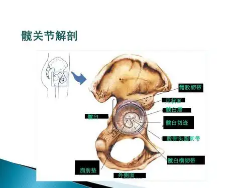 无忧文档 所有分类 髋关节解剖学ppt 第8页 (共26页,当前第8页) 的