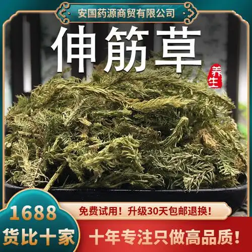 伸筋草中药材舒筋草申筋草非野生生筋草非小伸筋草泡脚可搭透骨草