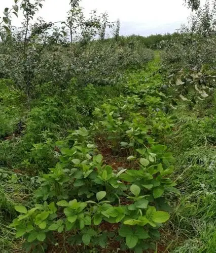 入冬吃它胜过吃肉好处多到数不完美味养生两不误