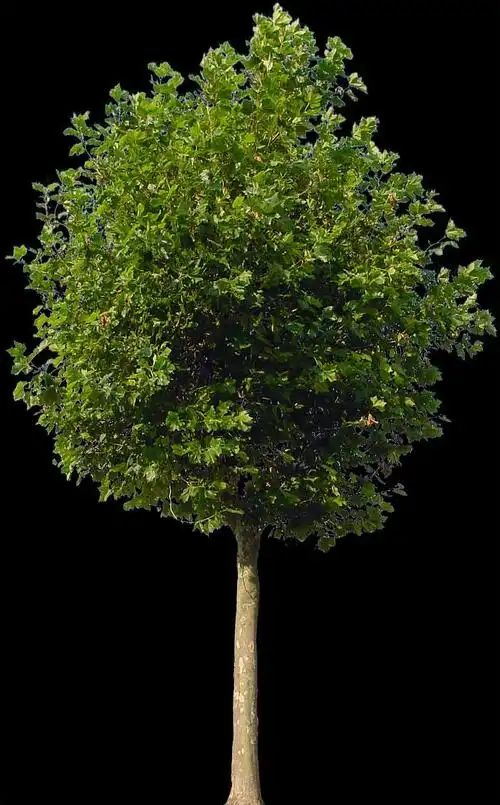 发点比较好的树的贴图