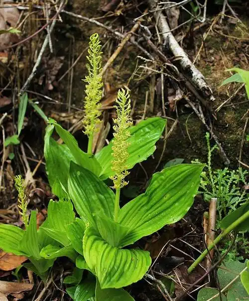 翼蕊羊耳蒜liparis regnieri finet