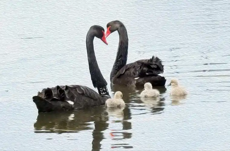 爱情的结晶:一群小天鹅出生了.