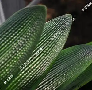 林才龙纹君子兰直播付款连接2