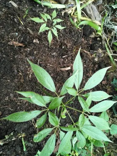 镇雄谷花种养殖专业合作社,所有产品都来自仙境般的大山深处,为你献上
