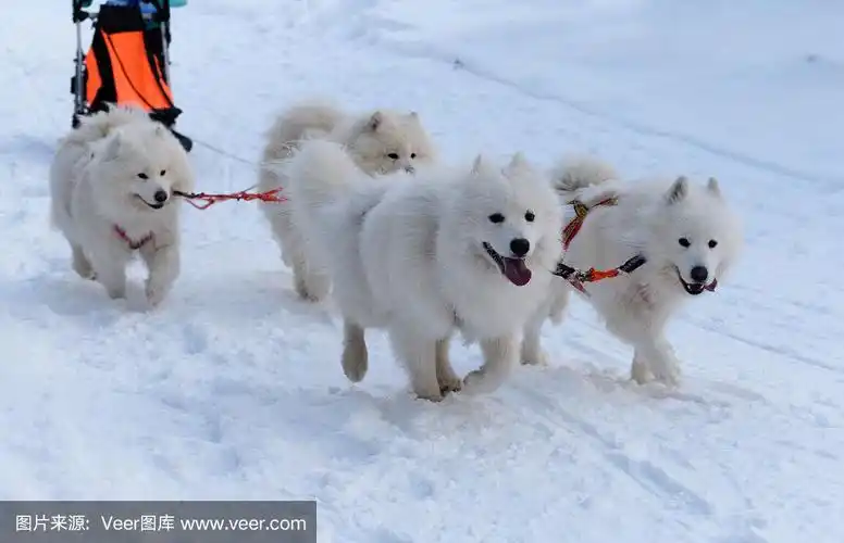 四只萨摩耶狗在雪地上拉狗雪橇.