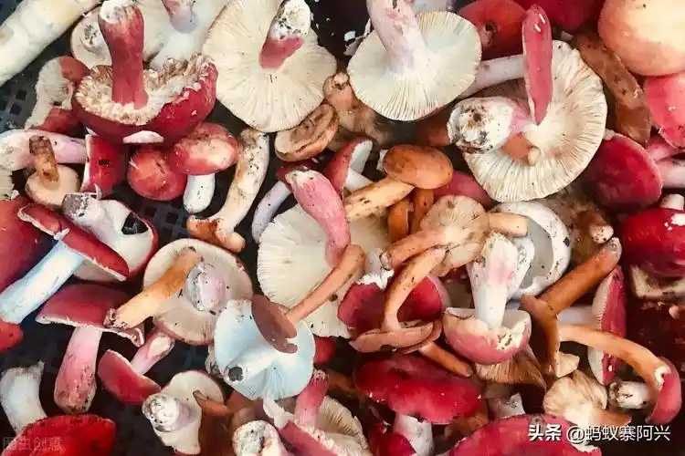 红菌到底能不能吃(云南这种菌类极具争议性)插图(10)