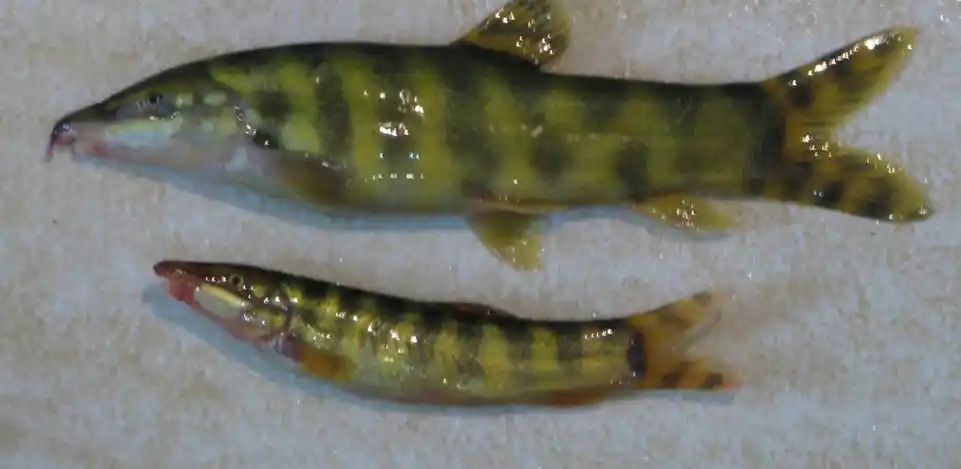 p>中华沙鳅(学名: i>sinibotia superciliaris /i>)是鳅科沙鳅属的一