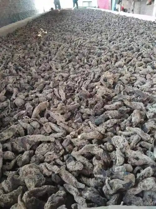 河南武陟县,地黄开始产新,受水灾影响,今年鲜地黄价格为6.