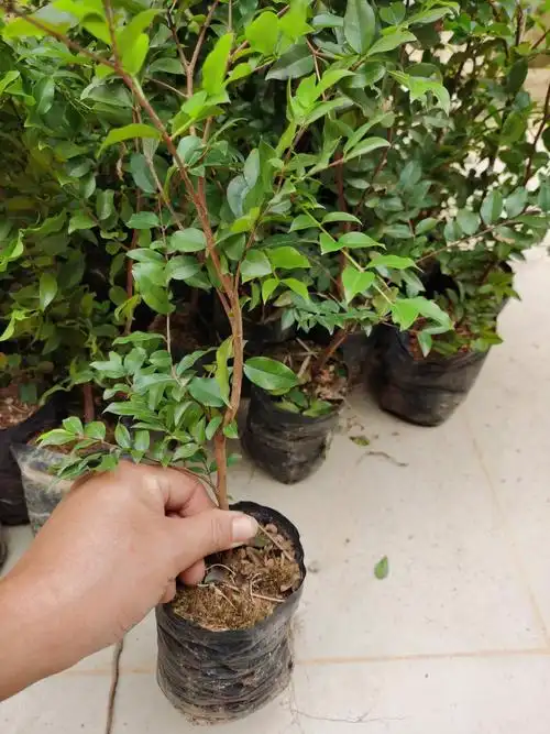 [嘉宝果树苗批发]嘉宝果 四季嘉宝果50公分高度3年苗价格48.