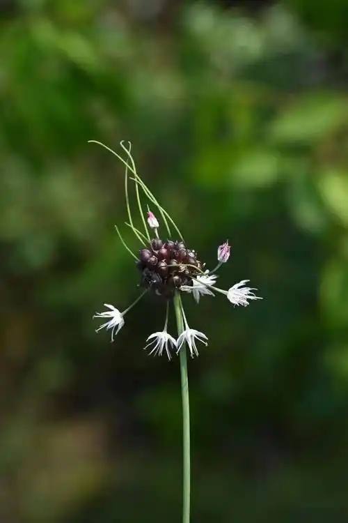 滴水岩上的小根蒜开花了