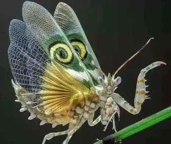 巨型螳螂1米 螳螂的种类