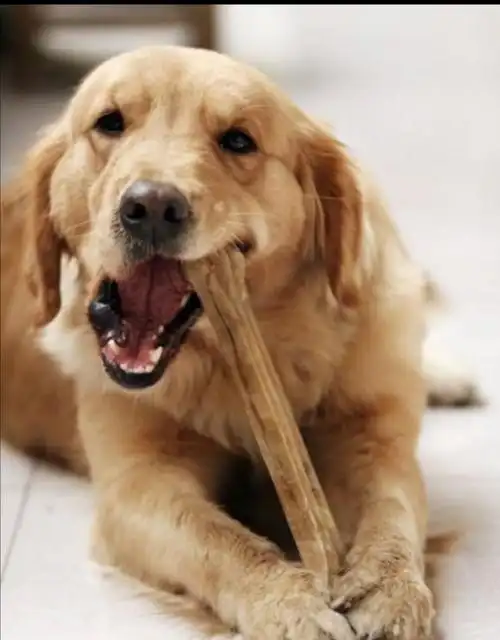 小花狗,汪汪汪,吃什么?吃骨头