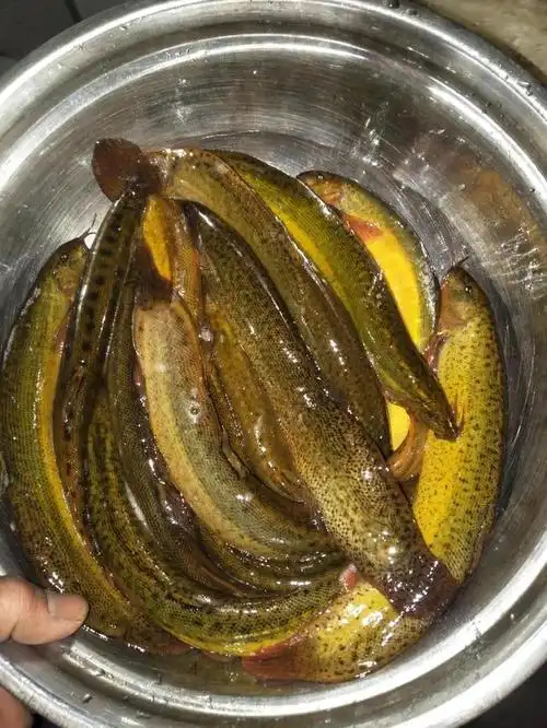 泥鳅王?湖南老乡捕获大泥鳅,一斤多重,老乡:水塘七八年没干