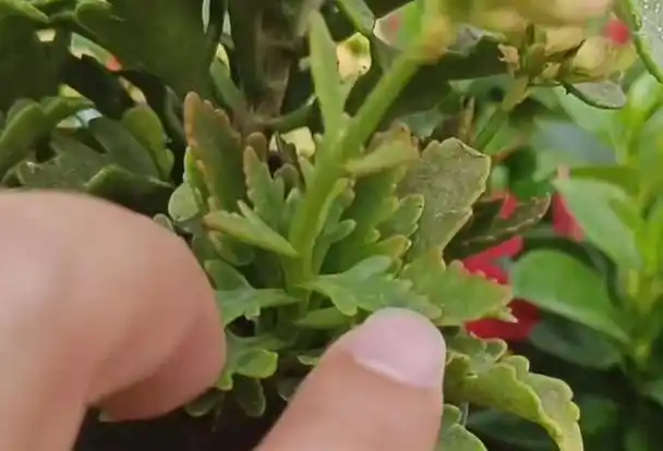 你家的长寿花叶子是不是出现了边缘烧焦干枯的情况?