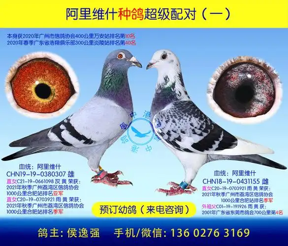阿里维什种鸽超级配对一