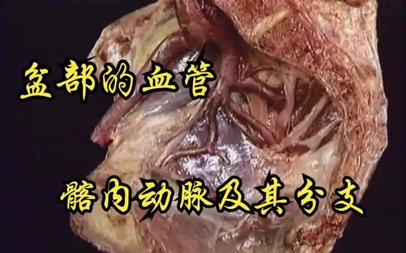 盆部-髂内动脉及其分支