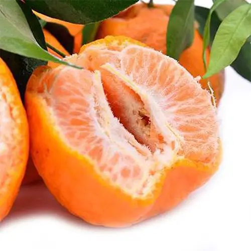 神台山周坊椪柑(51~60mm普通果)