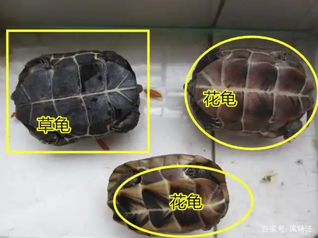 花龟和草龟的区别,看这几个部位就能明显区分