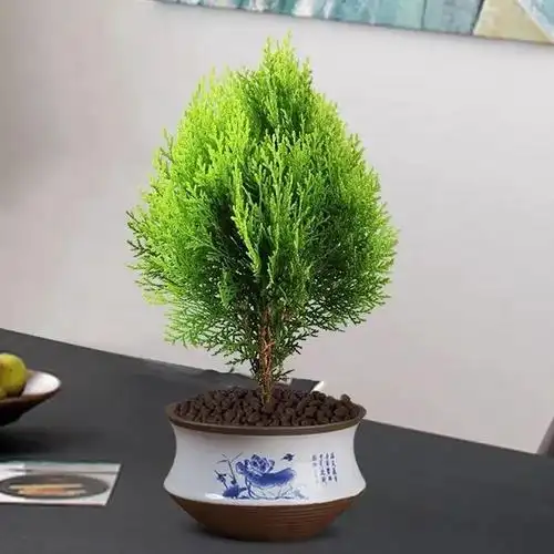 八种镇宅辟邪的植物家里养一盆护宅守家保平安