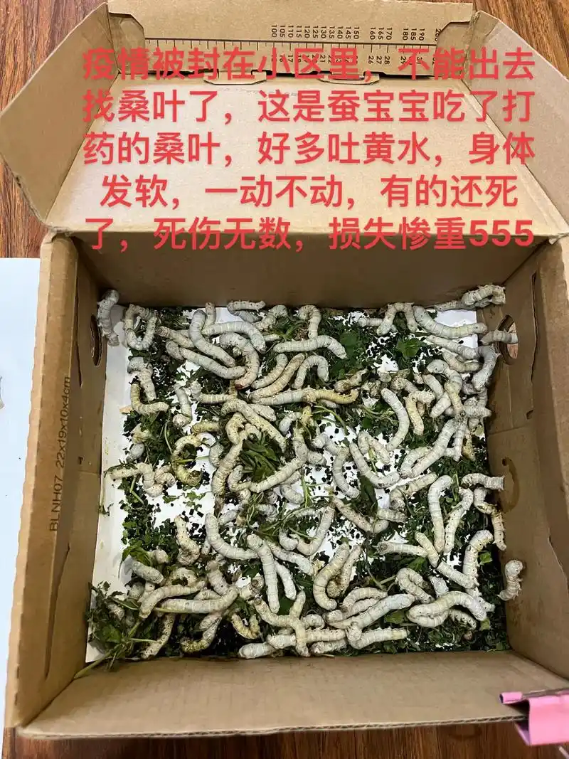 蚕宝宝成长记 #蚕宝宝吃了打药的桑叶#蚕中毒了,如果吃了打 - 抖音