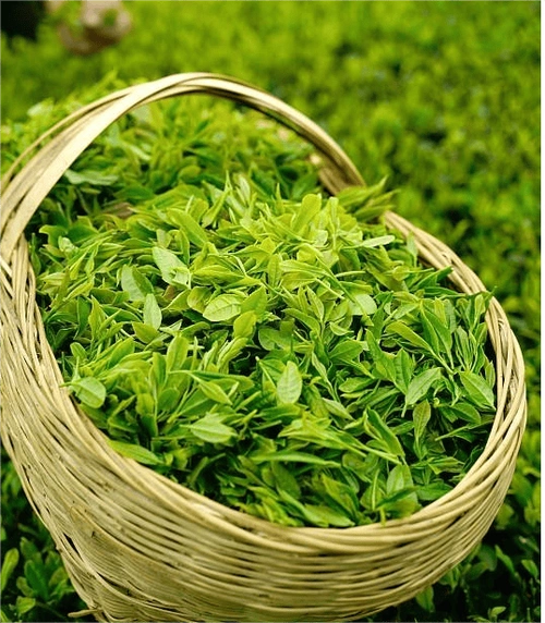 信阳毛尖要论好喝还是要数商城县的高山茶了