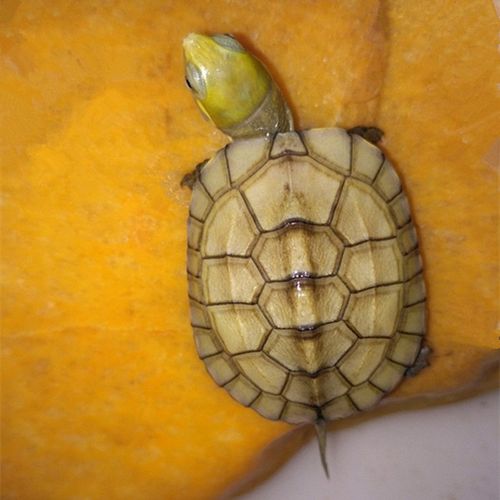 纯种皖南小青龟苗活体乌龟黄喉拟水龟观赏宠物龟