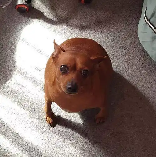 这是一只小鹿犬