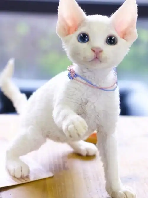 纯白异瞳德文弟弟异国卷毛白德文猫白异瞳