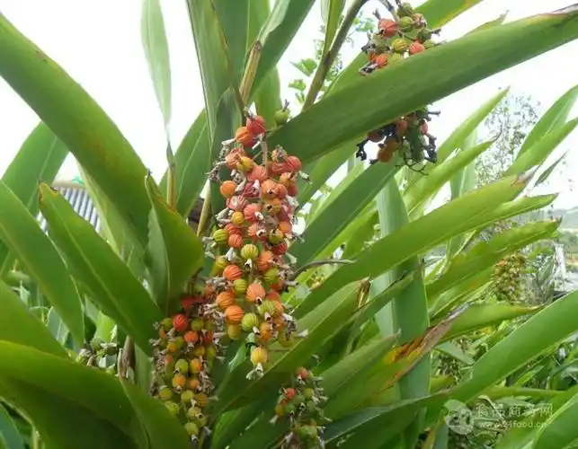 自从用了春砂仁烘干机优质货供不应求