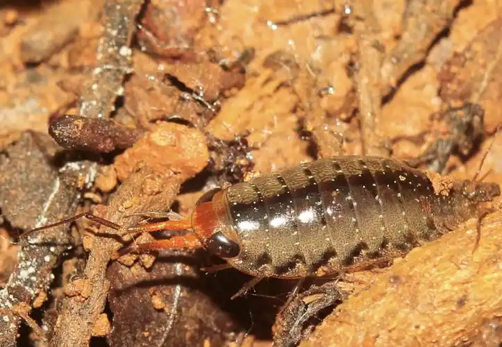 扁头海蟑螂-爬宠时代官网 - 爬宠图鉴系统